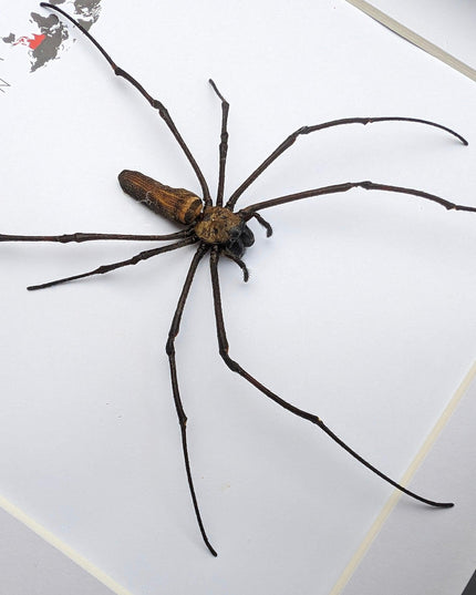 Framed golden orb weaver spider - 8x8" indonesia