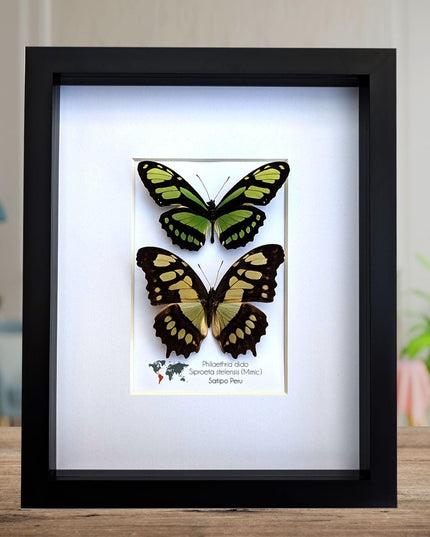 Framed Malachite & Green Longwing Butterfly Taxidermy Wall Decor