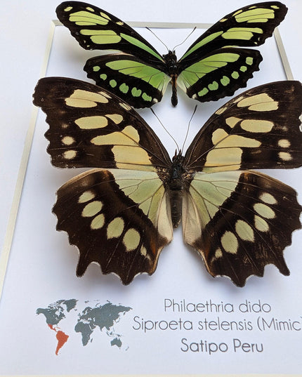 Framed Malachite & Green Longwing Butterfly Taxidermy Wall Decor