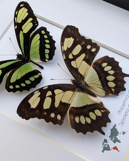 Framed Malachite & Green Longwing Butterfly Taxidermy Wall Decor
