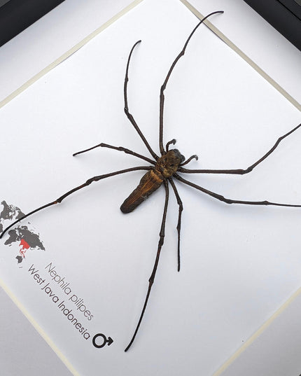 Framed golden orb weaver spider - 8x8" indonesia
