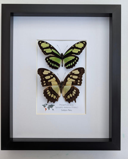 Framed Malachite & Green Longwing Butterfly Taxidermy Wall Decor