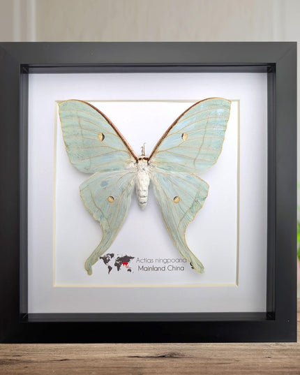 Framed chinese moon moth taxidermy: green opalescent long-tailed butterfly (8"x 8")