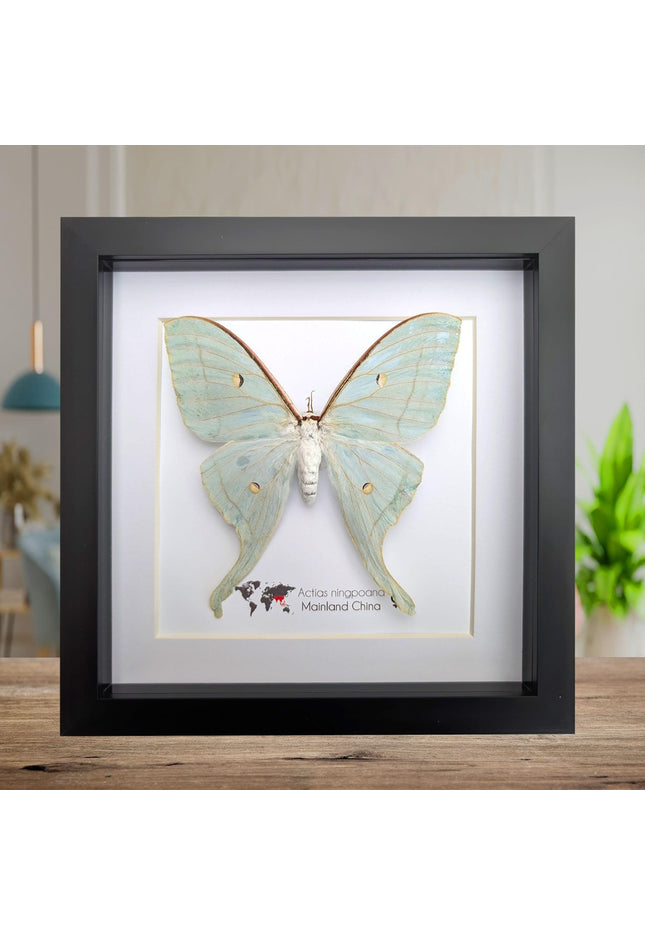 Framed chinese moon moth taxidermy: green opalescent long-tailed butterfly (8"x 8")