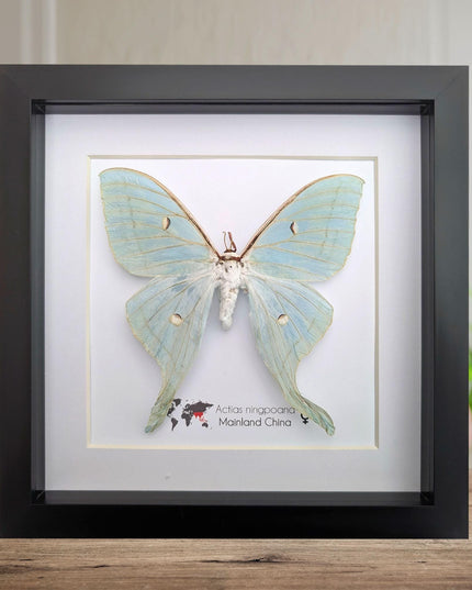 Framed chinese moon moth taxidermy: green opalescent long-tailed butterfly (8"x 8")