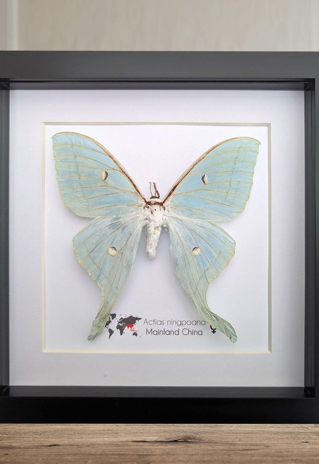 Framed chinese moon moth taxidermy: green opalescent long-tailed butterfly (8"x 8")