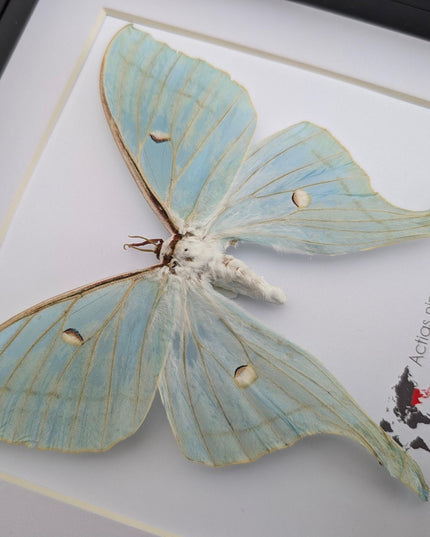 Framed chinese moon moth taxidermy: green opalescent long-tailed butterfly (8"x 8")