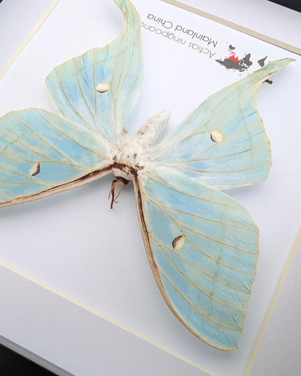 Framed chinese moon moth taxidermy: green opalescent long-tailed butterfly (8"x 8")