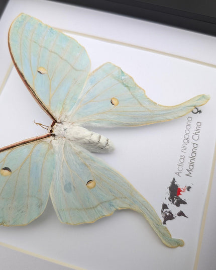 Framed chinese moon moth taxidermy: green opalescent long-tailed butterfly (8"x 8")