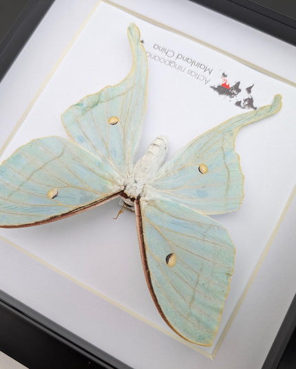 Framed chinese moon moth taxidermy: green opalescent long-tailed butterfly (8"x 8")