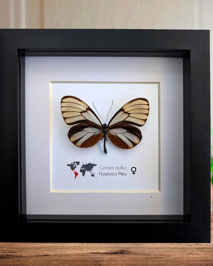 Godyris duilla, clearwing butterflies, glasswing butterflies, taxidermy butterfly, from peru, female, frame 6" x 6"