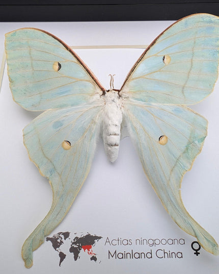 Framed chinese moon moth taxidermy: green opalescent long-tailed butterfly (8"x 8")