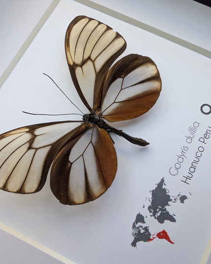 Godyris duilla, clearwing butterflies, glasswing butterflies, taxidermy butterfly, from peru, female, frame 6" x 6"