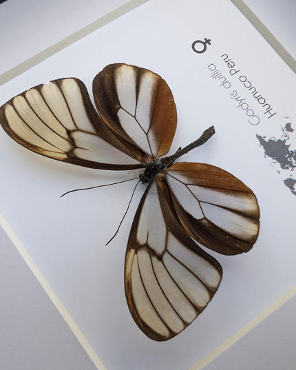 Godyris duilla, clearwing butterflies, glasswing butterflies, taxidermy butterfly, from peru, female, frame 6" x 6"