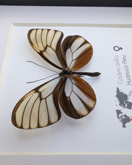 Godyris duilla, clearwing butterflies, glasswing butterflies, taxidermy butterfly, from peru, female, frame 6" x 6"