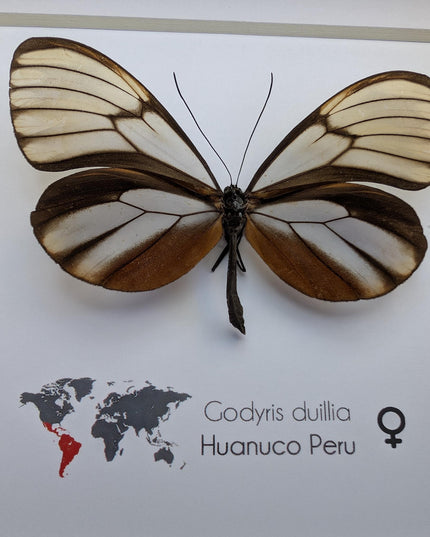Godyris duilla, clearwing butterflies, glasswing butterflies, taxidermy butterfly, from peru, female, frame 6" x 6"