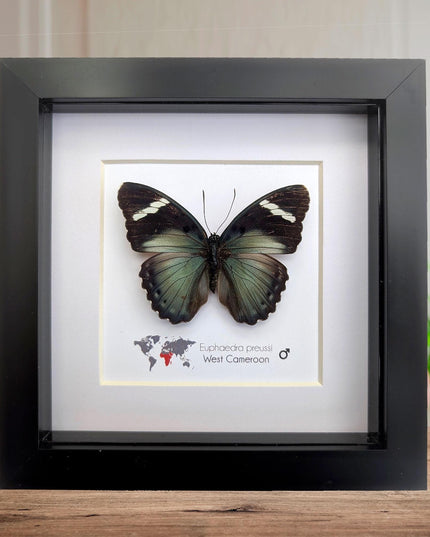Euphaedra preussi male, the ceres forester butterfly, taxidermy butterfly, entomology present, wall decor, 6x6