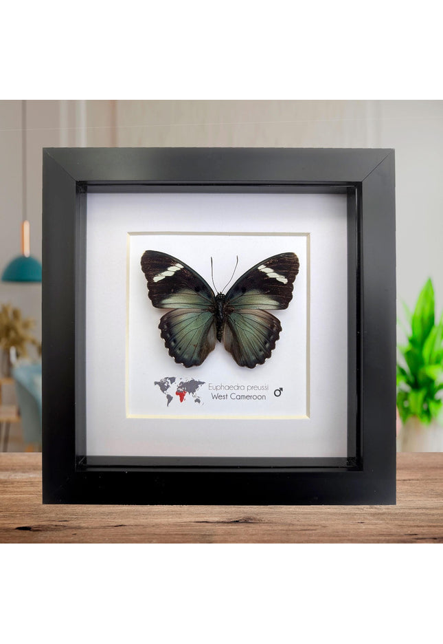 Euphaedra preussi male, the ceres forester butterfly, taxidermy butterfly, entomology present, wall decor, 6x6