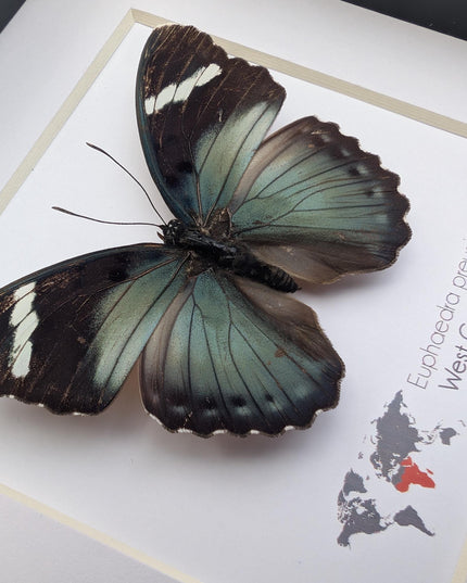 Euphaedra preussi male, the ceres forester butterfly, taxidermy butterfly, entomology present, wall decor, 6x6
