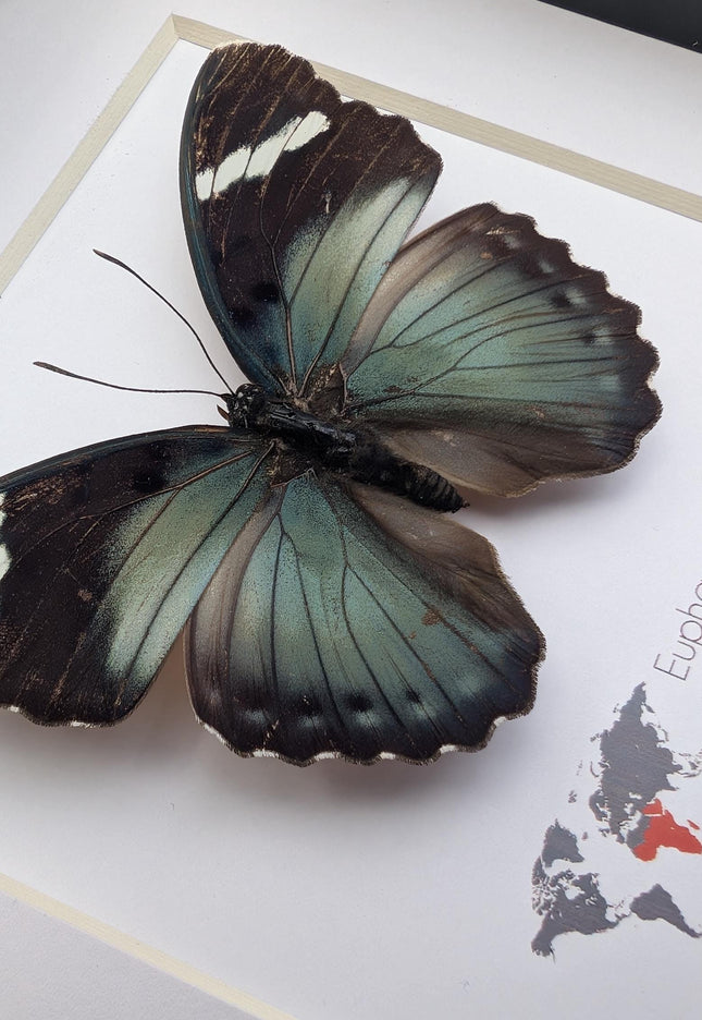 Euphaedra preussi male, the ceres forester butterfly, taxidermy butterfly, entomology present, wall decor, 6x6