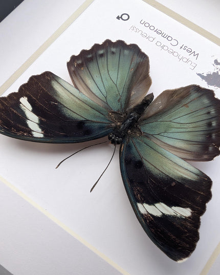 Euphaedra preussi male, the ceres forester butterfly, taxidermy butterfly, entomology present, wall decor, 6x6