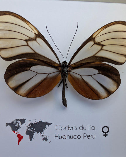 Godyris duilla, clearwing butterflies, glasswing butterflies, taxidermy butterfly, from peru, female, frame 6" x 6"