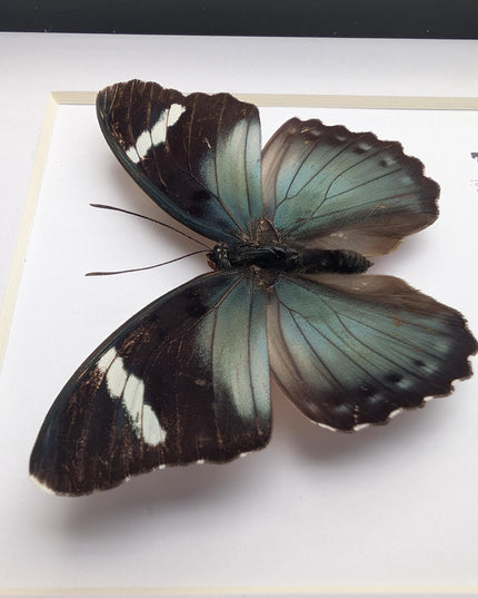 Euphaedra preussi male, the ceres forester butterfly, taxidermy butterfly, entomology present, wall decor, 6x6