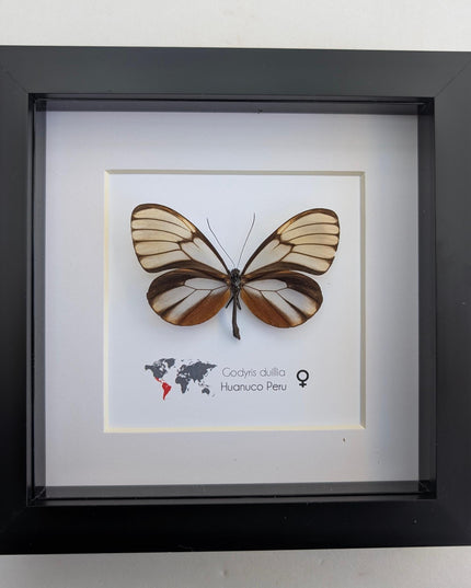 Godyris duilla, clearwing butterflies, glasswing butterflies, taxidermy butterfly, from peru, female, frame 6" x 6"