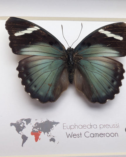 Euphaedra preussi male, the ceres forester butterfly, taxidermy butterfly, entomology present, wall decor, 6x6