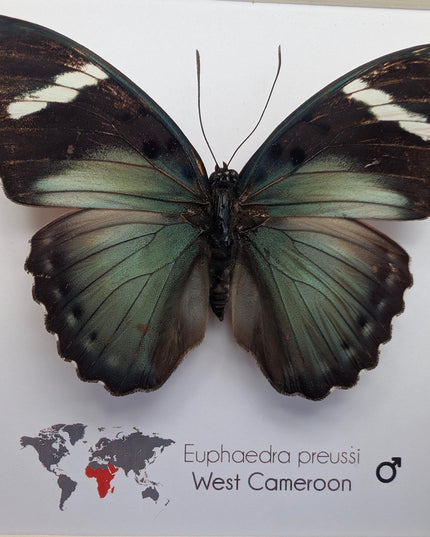 Euphaedra preussi male, the ceres forester butterfly, taxidermy butterfly, entomology present, wall decor, 6x6