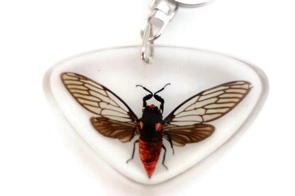 Real Cicada Resin Keychain, Taxidermy Insect Keyring