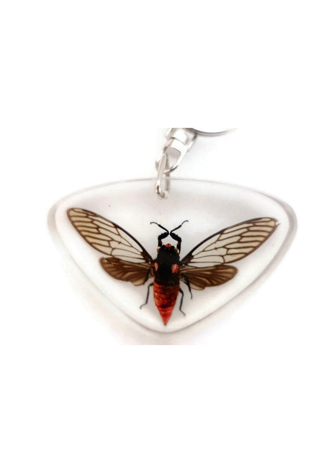 Real Cicada Resin Keychain, Taxidermy Insect Keyring