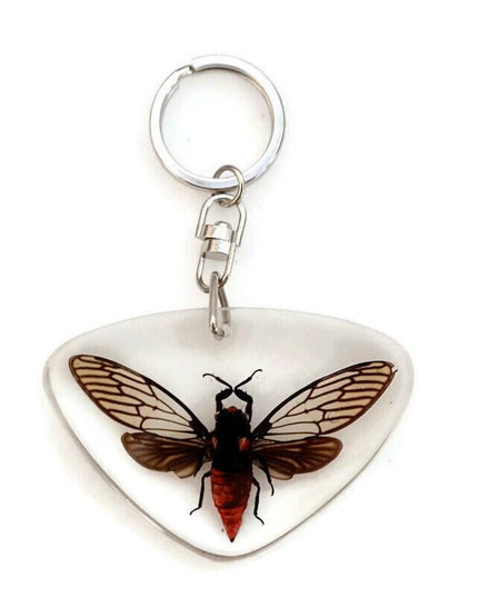 Real Cicada Resin Keychain, Taxidermy Insect Keyring
