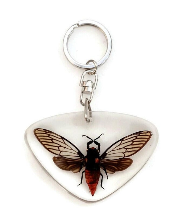 Real Cicada Resin Keychain, Taxidermy Insect Keyring