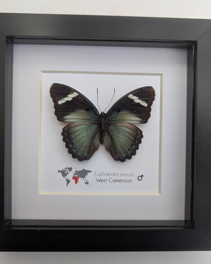 Euphaedra preussi male, the ceres forester butterfly, taxidermy butterfly, entomology present, wall decor, 6x6