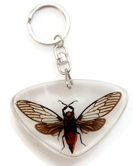 Real Cicada Resin Keychain, Taxidermy Insect Keyring