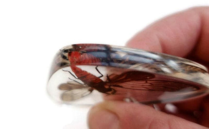 Real Cicada Resin Keychain, Taxidermy Insect Keyring