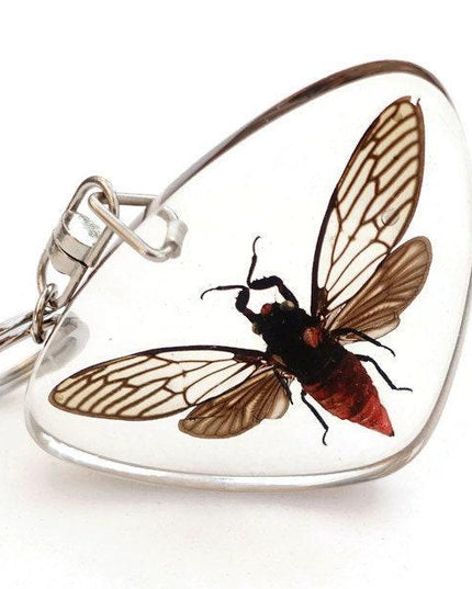 Real Cicada Resin Keychain, Taxidermy Insect Keyring