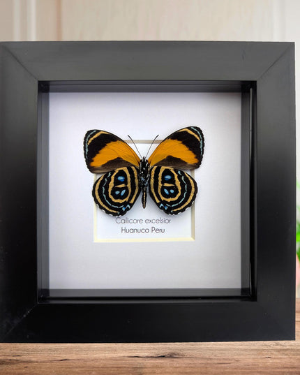 Framed callicore excelsior butterfly: peru numberwing, 4"x4"