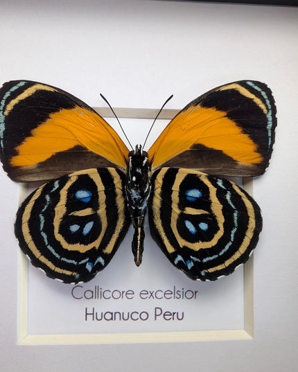 Framed callicore excelsior butterfly: peru numberwing, 4"x4"