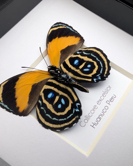 Framed callicore excelsior butterfly: peru numberwing, 4"x4"