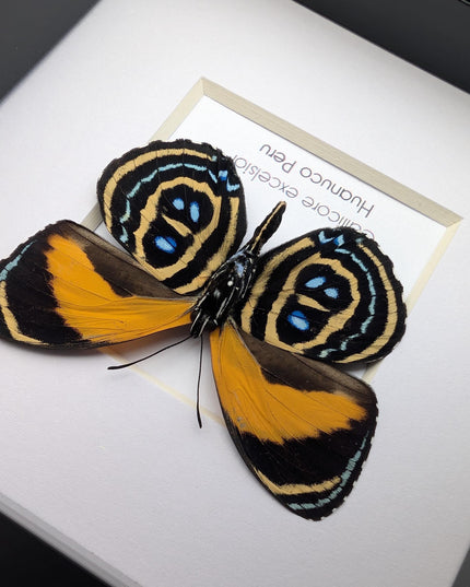 Framed callicore excelsior butterfly: peru numberwing, 4"x4"