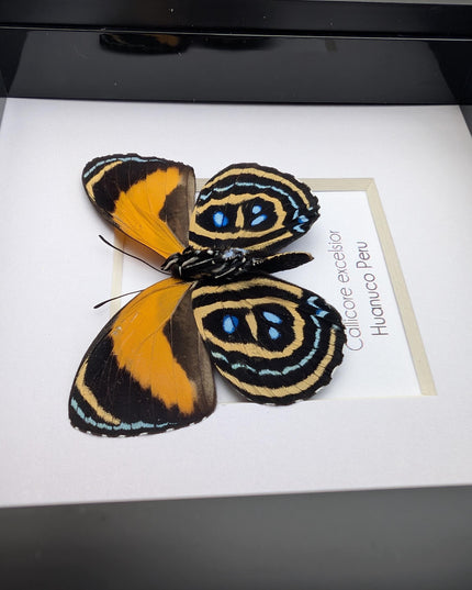 Framed callicore excelsior butterfly: peru numberwing, 4"x4"