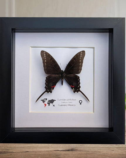 Framed dark kite swallowtail butterfly: rare melanic female entomology display