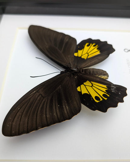 Framed Troides Criton Birdwing Butterfly, Taxidermy Entomology Display