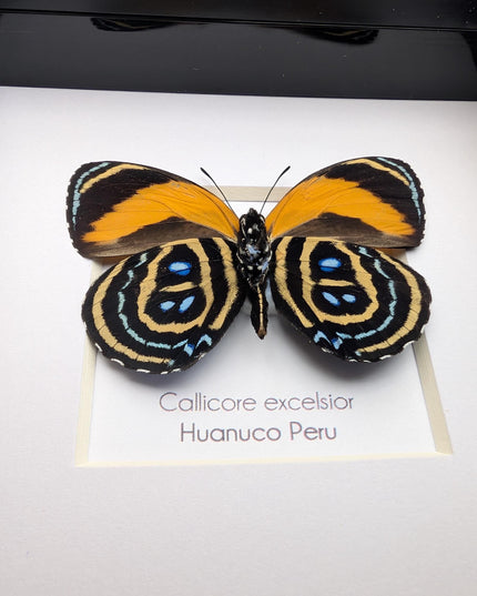 Framed callicore excelsior butterfly: peru numberwing, 4"x4"