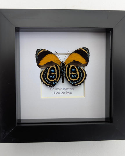 Framed callicore excelsior butterfly: peru numberwing, 4"x4"