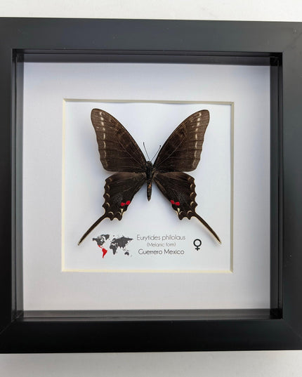 Framed dark kite swallowtail butterfly: rare melanic female entomology display