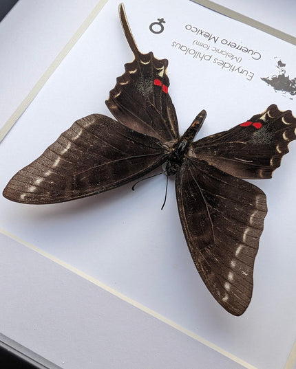 Framed dark kite swallowtail butterfly: rare melanic female entomology display