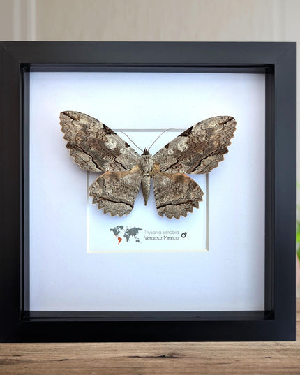 Framed Thysania Zenobia Owl Moth, Ethically Sourced Taxidermy Wall Decor